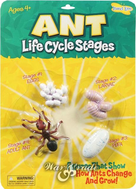 Životní cyklus - Mravenec