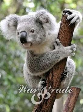 Diamantové  malování koala