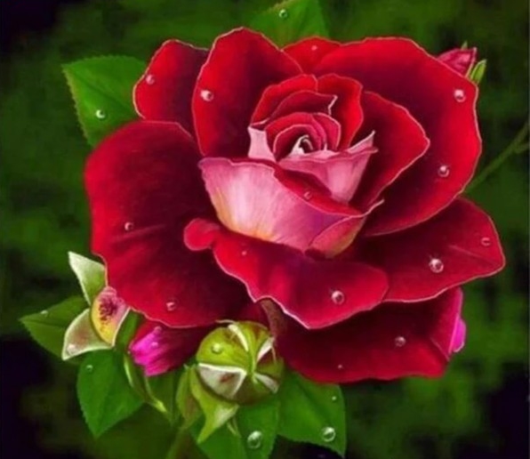 Diamantové malování "Růžová růže květ"