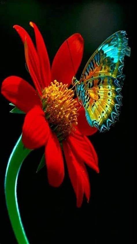   5D diamantové  malování  květ  a motýl