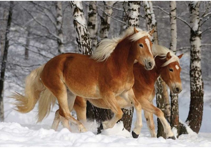   5D diamantové  malování  Koně v zimě