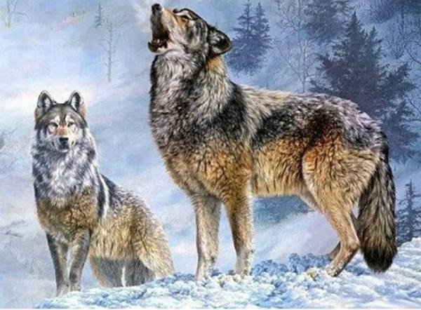   5D diamantové  malování Vlk s vlčicí