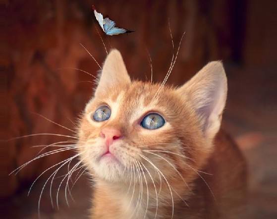 Diamantové malování kotě a motýl