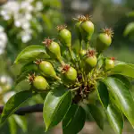 A pereira falhará com uma colheita depois deste truque de primavera a-pereira-falhara-com-uma-colheita-depois-deste-truque-de.png