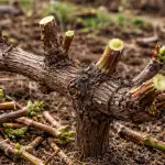 H1 A poda primaveril das uvas garante baldes de bagas sumarentas todos os anos h1-a-poda-primaveril-das-uvas-garante-baldes-de-bagas.png