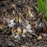 H1 Porque é que os lírios não florescem na primavera com qualquer cuidado h1-porque-e-que-os-lirios-nao-florescem-na-primavera.png