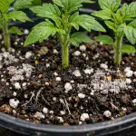 o-pior-solo-tornar-se-a-perfeito-para-as-mudas-de-tomate.png