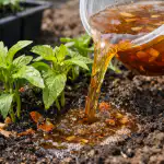 Porque é que a infusão de cebola é indispensável em abril e maio porque-e-que-a-infusao-de-cebola-e-indispensavel-em.png