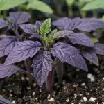 porque-e-que-as-plantulas-de-tomate-ficam-roxas-de.png