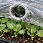 Porque é que os rebentos de couve murcham na primavera sob película porque-e-que-os-rebentos-de-couve-murcham-na-primavera.png