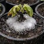 uma-insidiosa-armadilha-de-gelo-arruina-as-plantulas-de-beringela.png