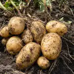 quando-cavar-as-batatas-para-que-nao-apodrecam-num-mes.png