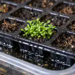 Salvando as frágeis plântulas de lobélia do murchamento repentino em cassetes salvando-as-frageis-plantulas-de-lobelia-do-murchamento-repentino-em.png